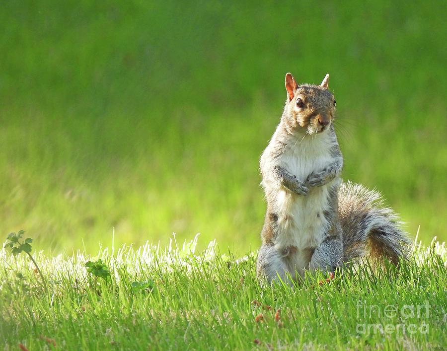 Squirrel3 Photograph by Lizi Beard-Ward