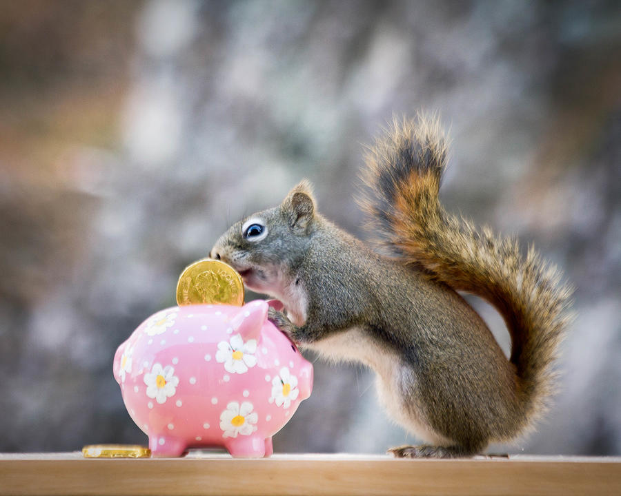Squirrelling with pink piggy bank Photograph by Nancy Rose