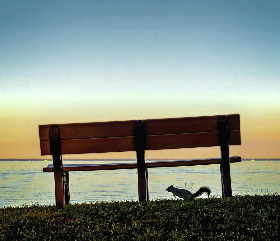 Squirrelly Park Bench Photograph by Brian Wallace