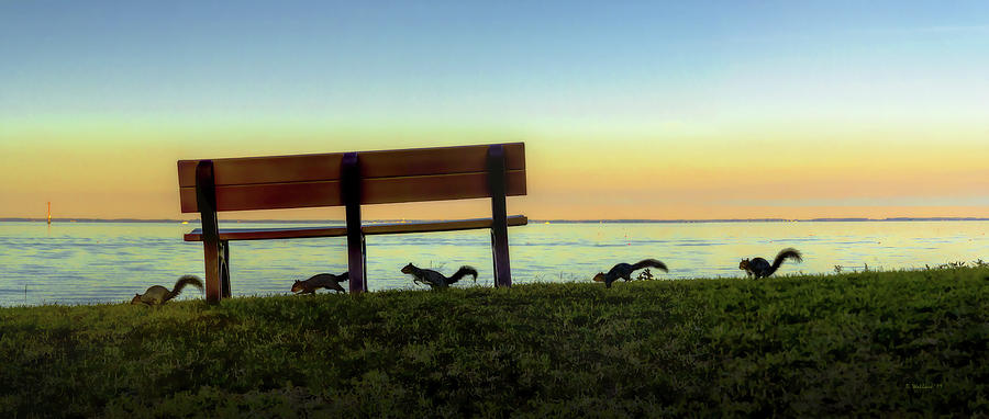 Squirrelly Park Bench Pano Photograph by Brian Wallace