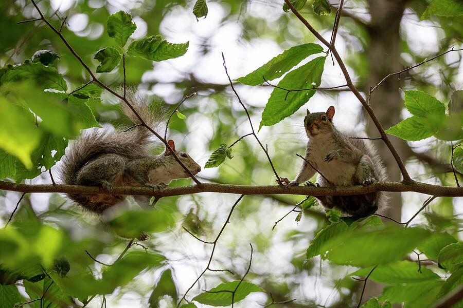 Squirrel Photograph - Squirrels Above by Unbridled Discoveries Photography LLC