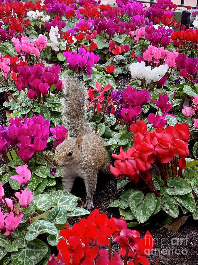 Squirrels Garden Photograph by AnnaJo Vahle