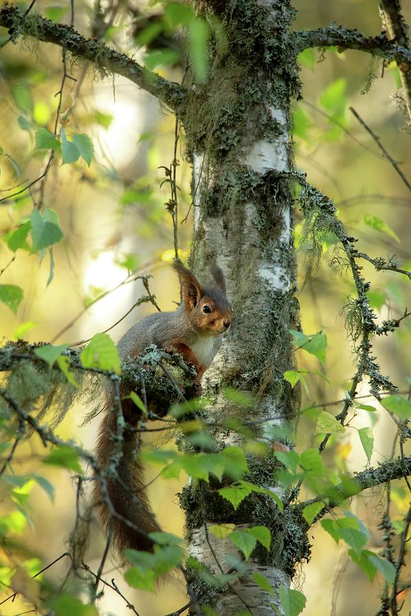 Nature Photograph - Squirrels in forest by Rose-Marie Karlsen
