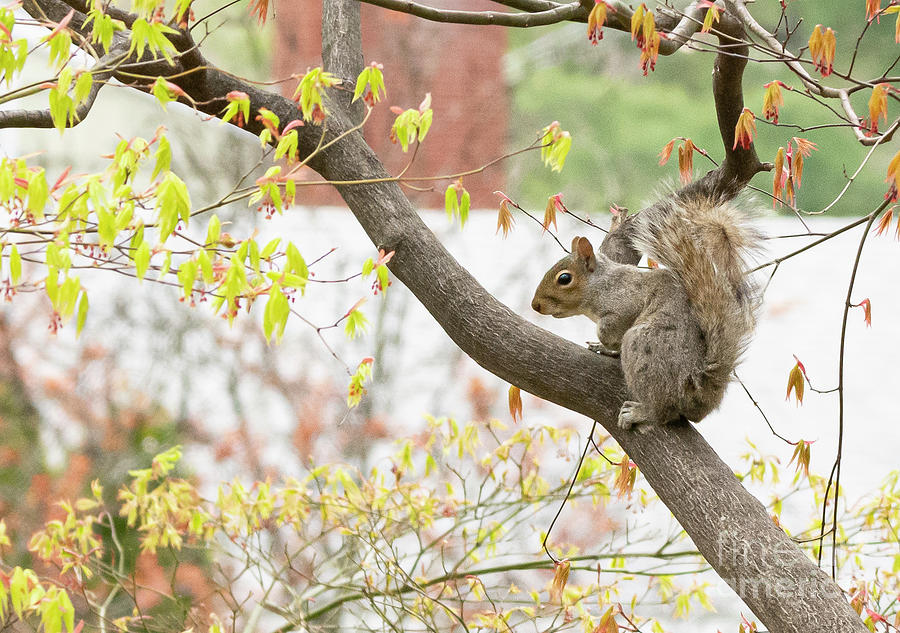 Squirrels Life Photograph