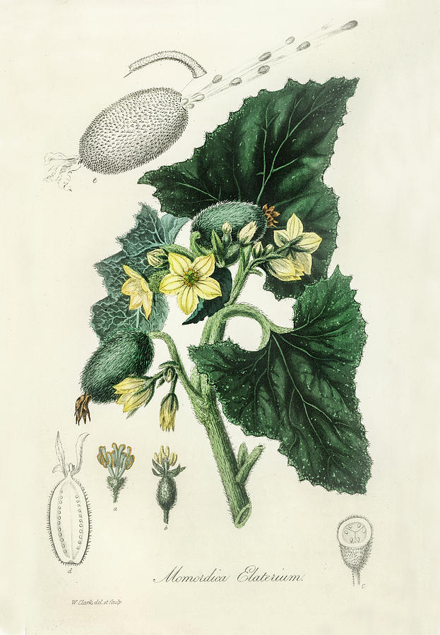 Squirting Cucumber -Vintage Botanical Illustration Digital Art by ...