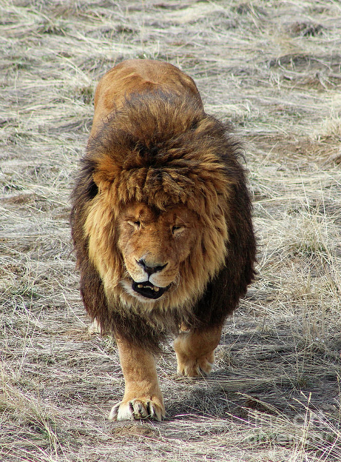 Straight on Lion Photograph by Shirley Dutchkowski