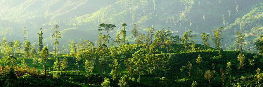 Sri Laka Tea Plantation Photograph by Sonny Ryse