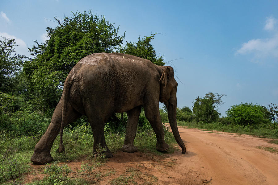 Sri Lanka elephant Photograph by Alexander Farnsworth