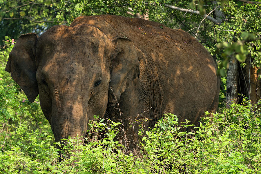 Sri Lanka elephnt Photograph by Alexander Farnsworth