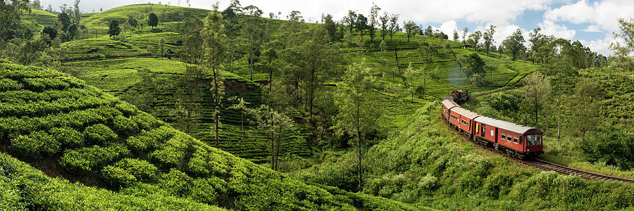 Sri Lanka Nanuoya Tea fields and train Photograph by Sonny Ryse