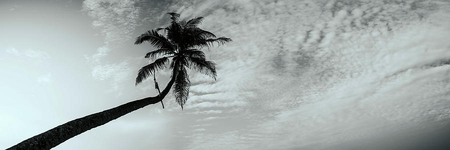 Sri Lanka Palm tree black and white Photograph by Sonny Ryse