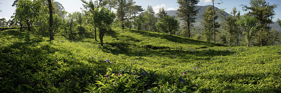 Sri Lanka tea field Photograph by Sonny Ryse