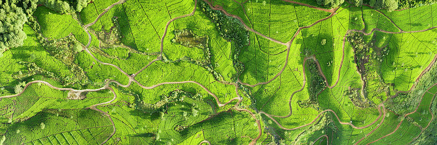 Sri Lanka tea fields aerial Photograph by Sonny Ryse