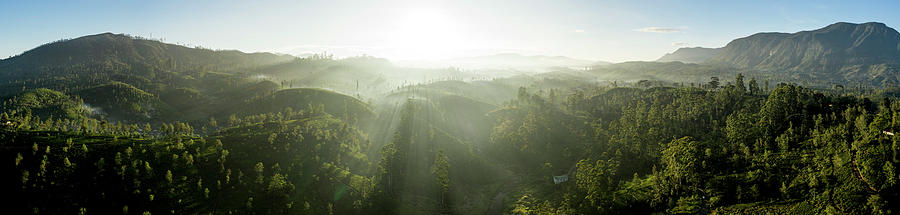 Sri Lanka tea fields at sunrise Photograph by Sonny Ryse