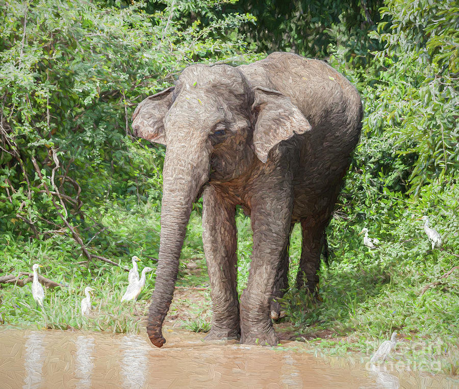 Sri Lankan Elephant Digital Art by Liz Leyden