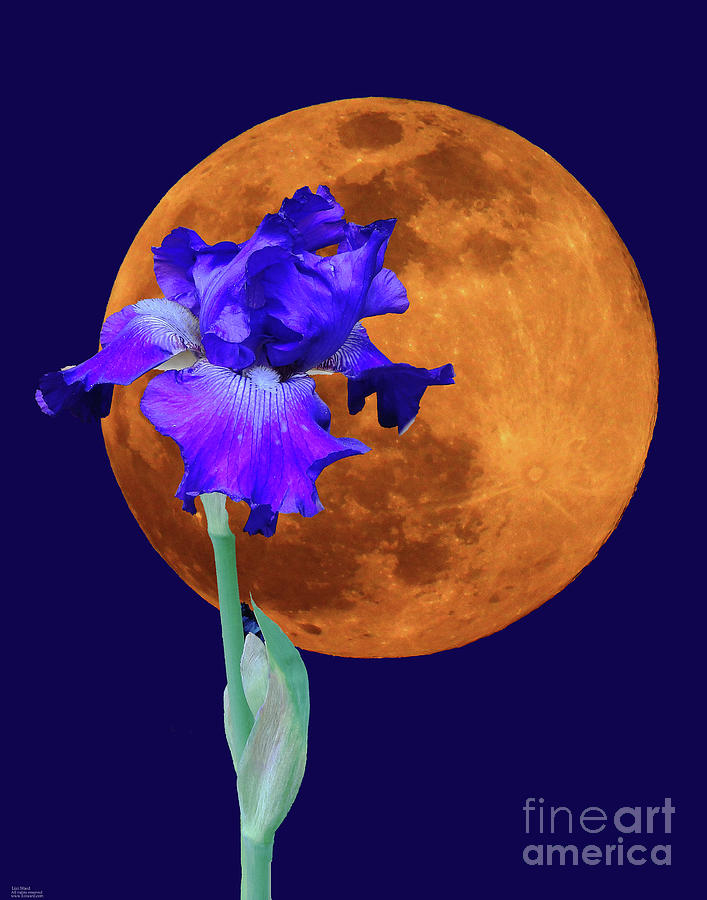 ss48 Moon Flower Photograph by Lizi Beard-Ward