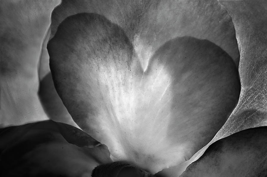 Ssk 5207 The Shaded Heart. B/w Photograph