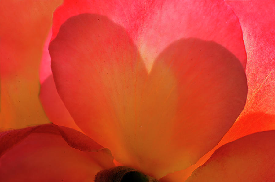 SSK 5207 The shaded Heart. Color Photograph by Sunil Kapadia