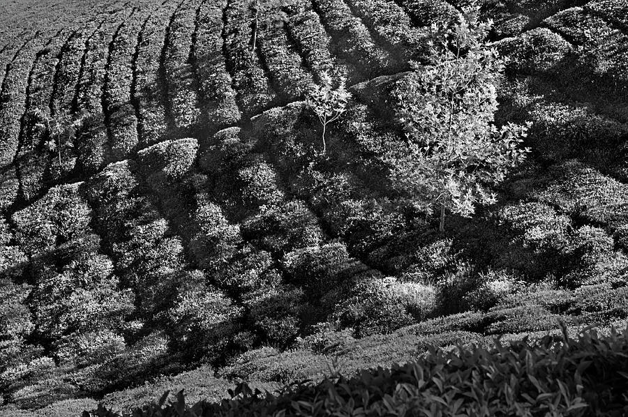 Tea Photograph - SSK 9559 Amidst Tea Plantations. B/W by Sunil Kapadia