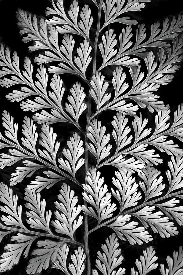 Silver Leaf Fern Photograph by Jessica Jenney