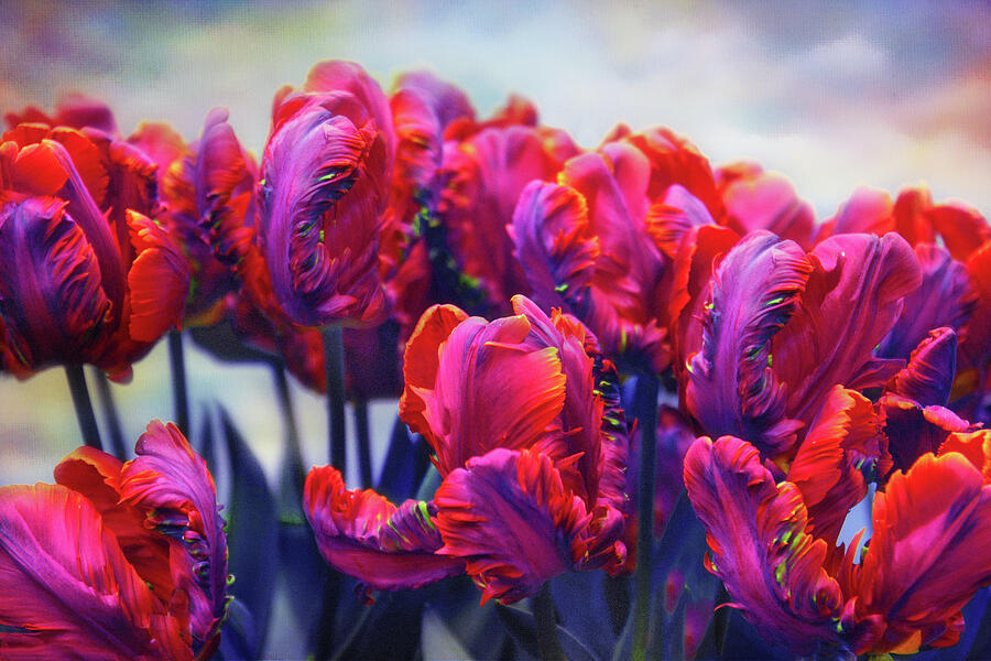 Tulips Rococo in Bloom Photograph by Jessica Jenney