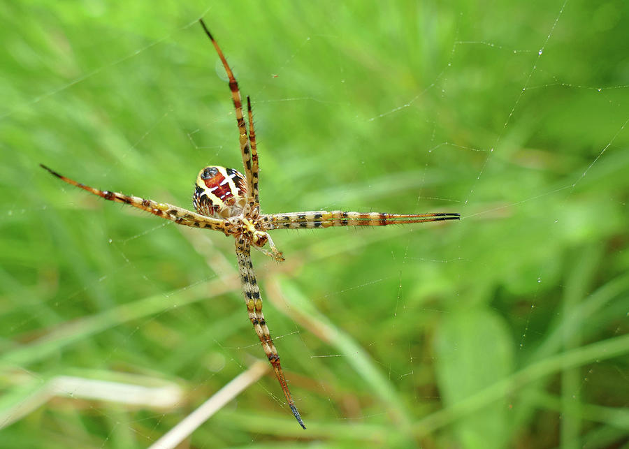Spider Photograph - St Andrews Cross Spider by Maryse Jansen