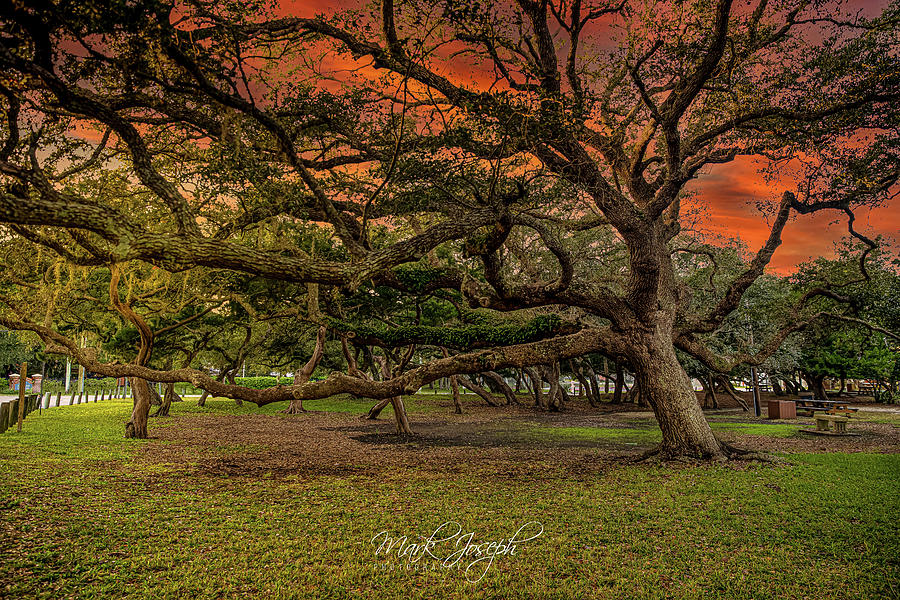 St. Augustine Tree II Photograph by Mark Joseph
