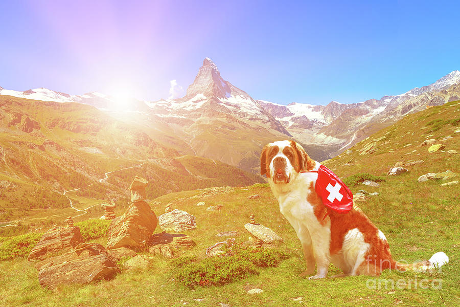 St. Bernard Dog in Switzerland sunset Photograph by Benny Marty