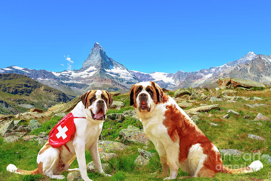 St. Bernard Dogs in Swiss Photograph by Benny Marty