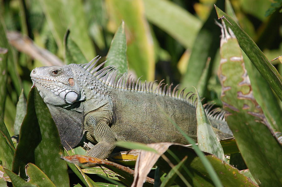 St. Croix Iguana Photograph by Shelley Burke - Fine Art America