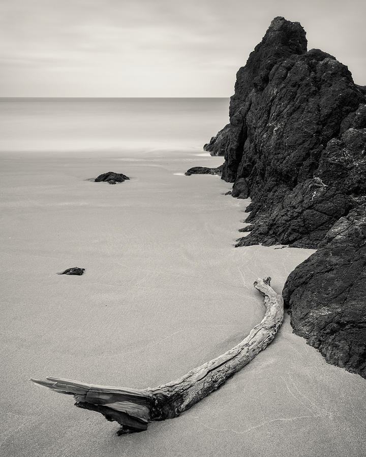 St Cyrus Driftwood Photograph by Dave Bowman