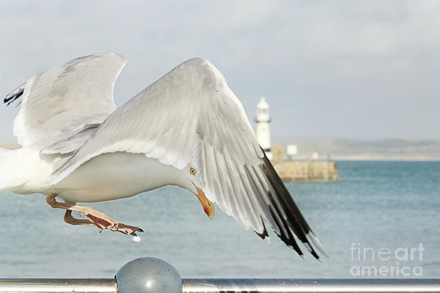 St Ives Seagull Photograph by Terri Waters
