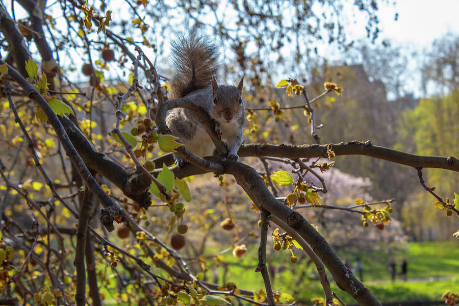 St. James Squirrel Photograph by Double AA Photography