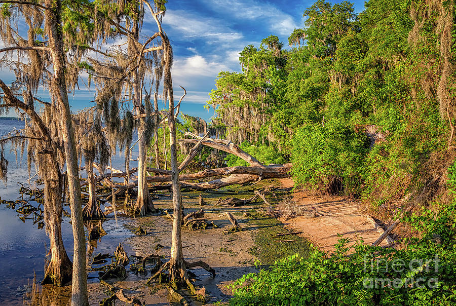 St. Johns River 12 Photograph by Maria Struss Photography