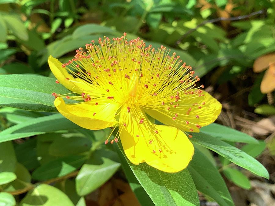 St Johns Wort Photograph by Beverly Read