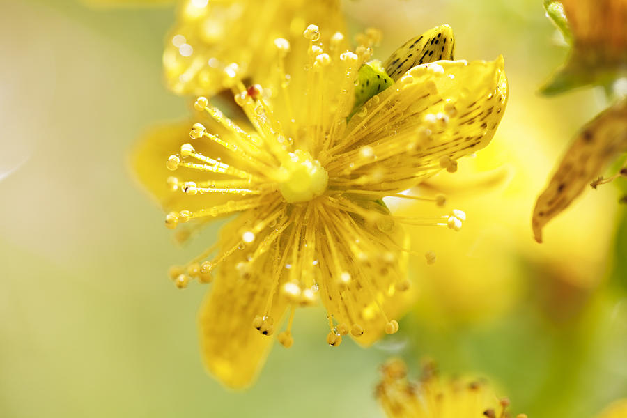 St Johns Wort (Hypericum perforatum) Photograph by SilviaJansen St Johns Wort (Hypericum perforatum) Photograph by SilviaJansen