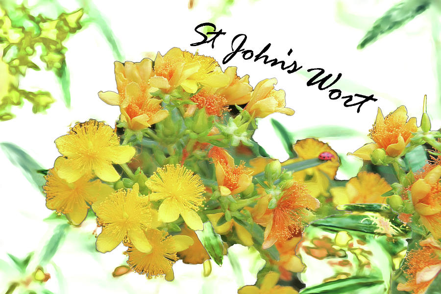 Ladybug Mixed Media - St Johns Wort Painted Blooms by Gina Dittmer