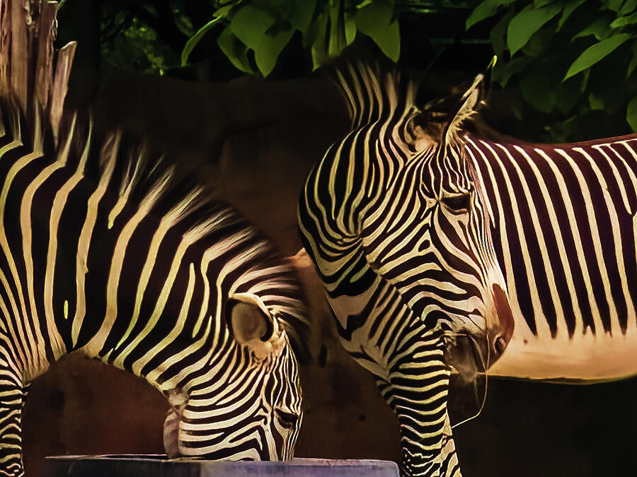 St. Louis Zoo - Zebras Photograph by Robert Niemeier St. Louis Zoo - Zebras Photograph by Robert Niemeier
