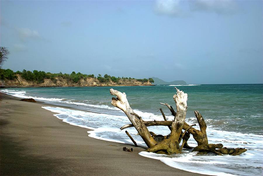 St. Lucia Driftwood on Beach Photograph by Flinn Hackett