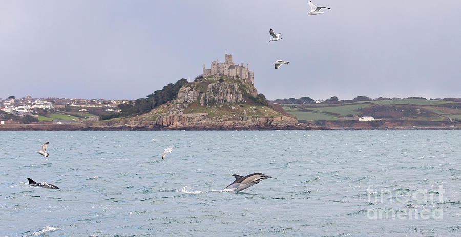 St Michaels Mount with Dolphins Photograph by Tony Mills