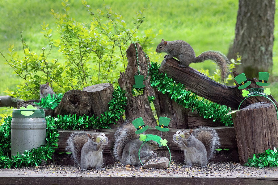 squirrel st patricks day drinking guniness