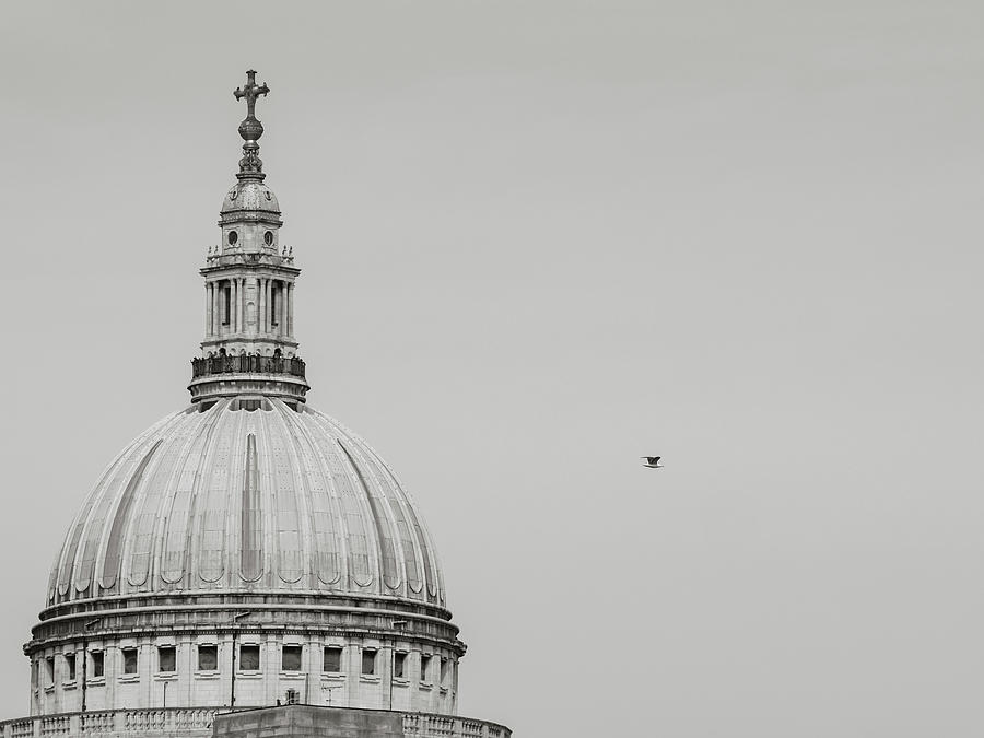 St Paul's cathedral dome with seagull Photograph by Millward Shoults ...