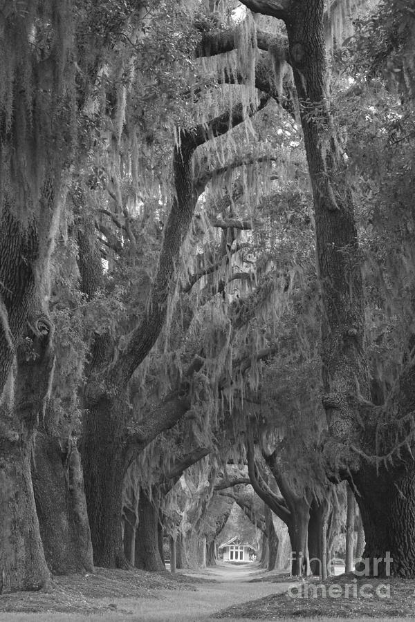 St. Simons Oak Tunnel Portrait Black And White Photograph by Adam Jewell