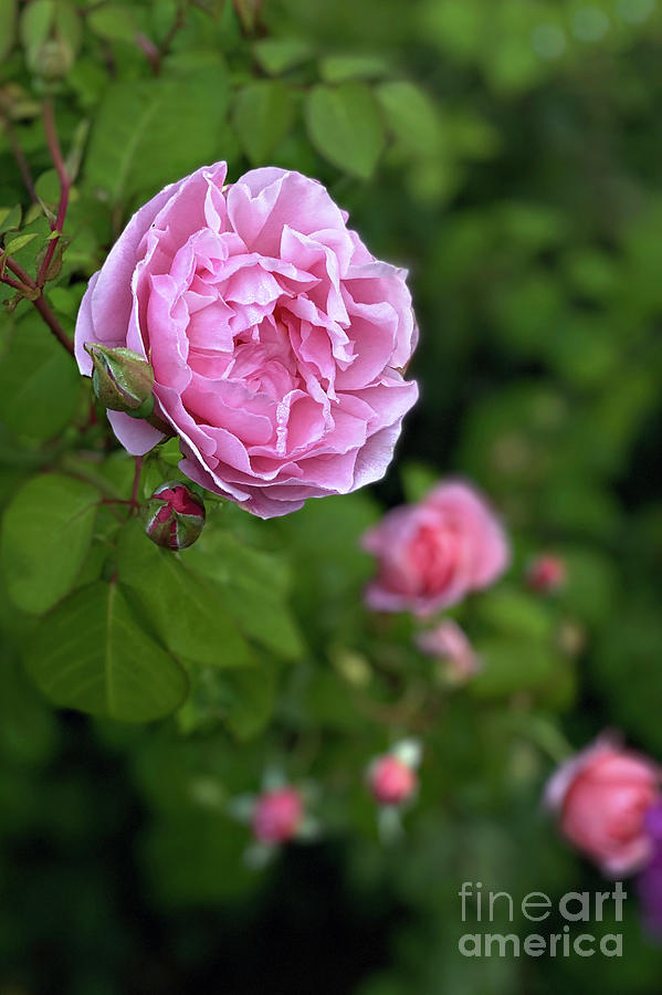 St. Swithun Rose Photograph by Susan Garver - Fine Art America