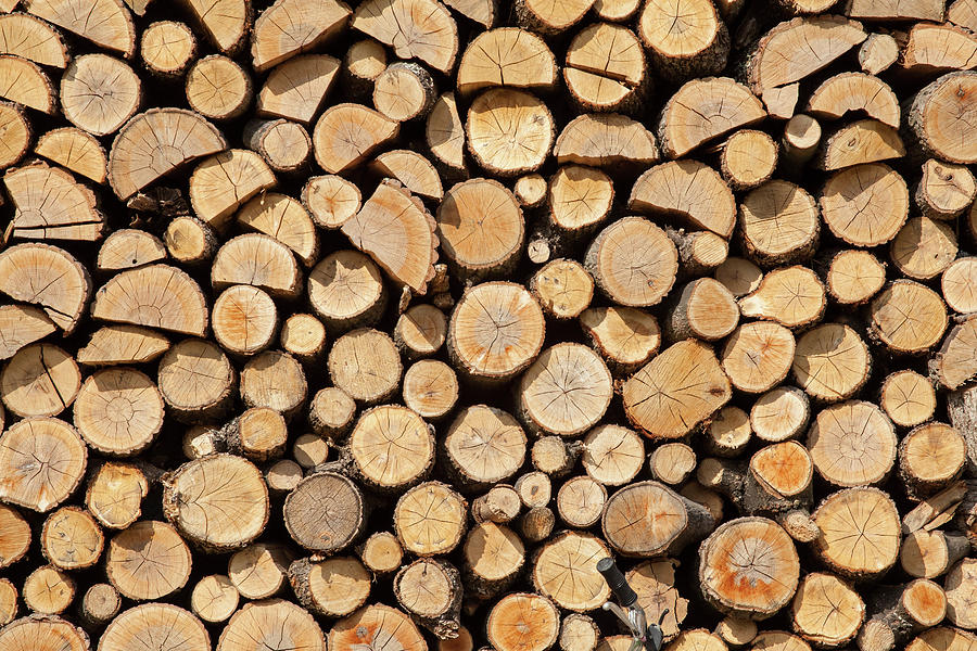 Stack Of Dried Firewood Of Birch Wood Photograph