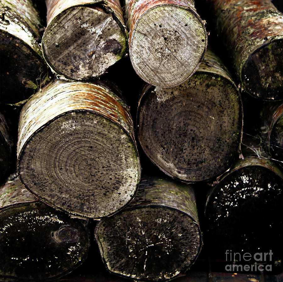Stacked Firewood Photograph by Doc Braham