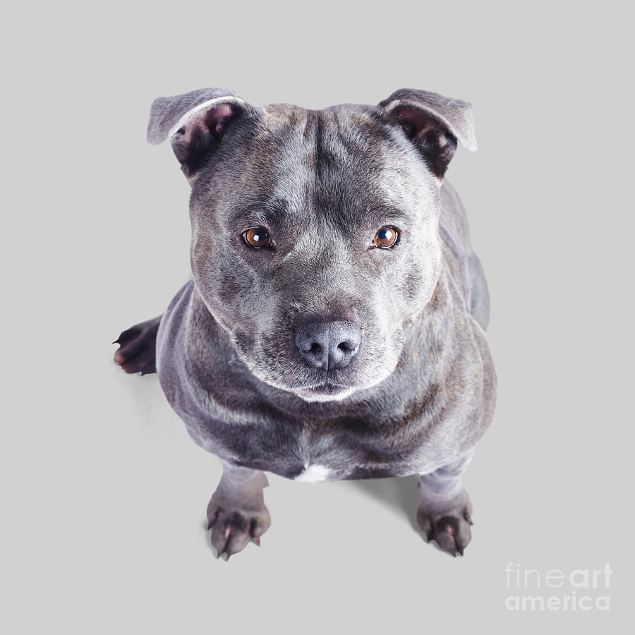 Staffordshire Bull Terrier Photograph by Jorgo Photography