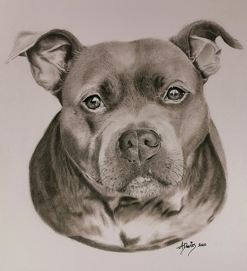 Staffy Drawing by Angela Davies - Fine Art America