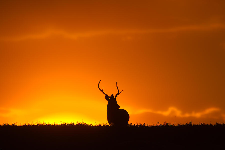 Stag and the Rising Sun Photograph by Gavin MacRae
