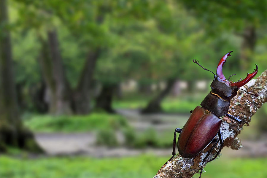 Stag Beetle in Woodland Photograph by Arterra Picture Library